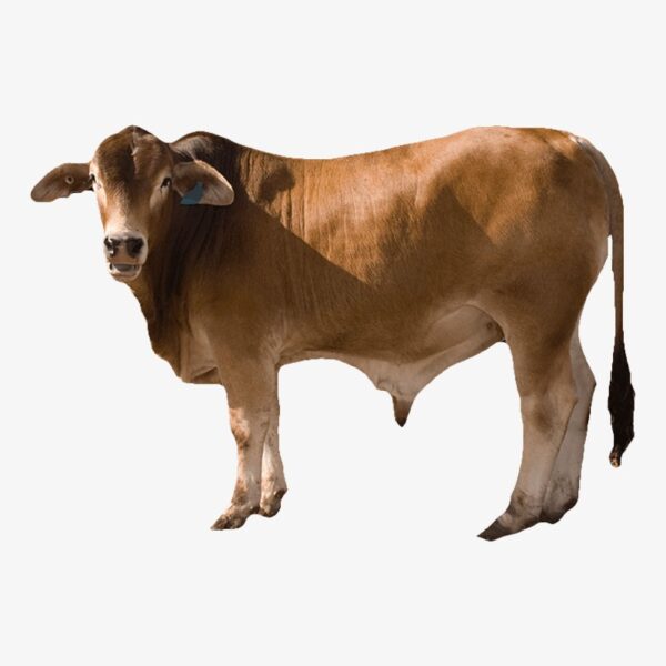 Cow 5Kg Pack ($11.00/KG) Curry Cut ONLY