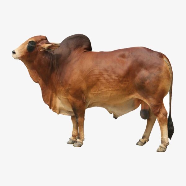 Qurban Cow-8 (1 Share of 7 Shares)