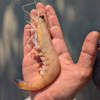 KING Prawns (5KG Pack $19/KG) RRP$28/KG